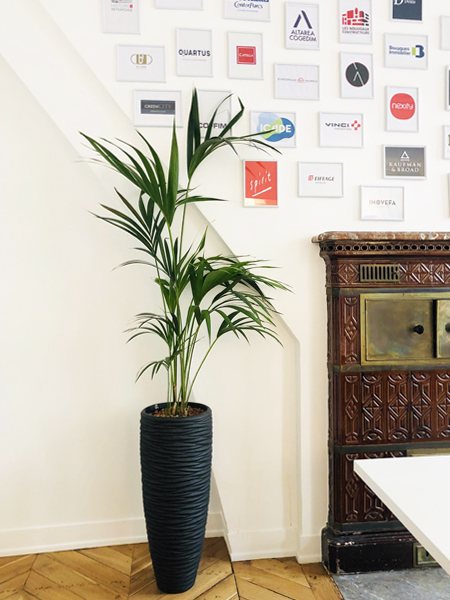 plante d'int&eacute;rieur Kentia